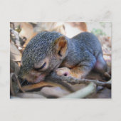 Baby eekhoornslaap briefkaart (Voorkant)