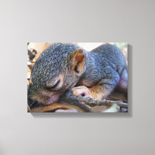 Baby eekhoornslaap canvas afdruk (Voorkant)
