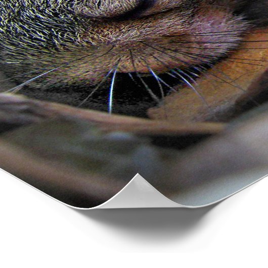 Baby eekhoornslaap poster (Hoek)