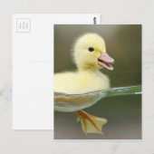 baby eend zwemt schattig briefkaart (Voorkant / Achterkant)