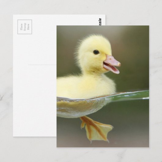 baby eend zwemt schattig briefkaart (Voorkant / Achterkant)