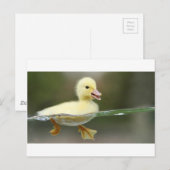baby eend zwemt schattig briefkaart (Voorkant / Achterkant)