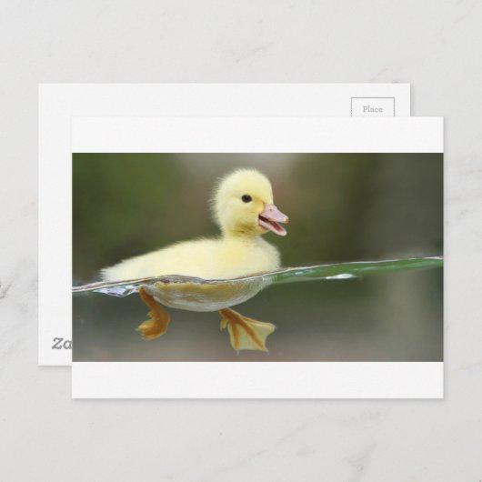 baby eend zwemt schattig briefkaart (Voorkant / Achterkant)