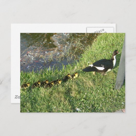 baby eenden :) briefkaart (Voorkant / Achterkant)