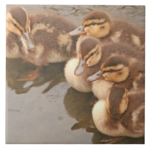 Baby Eenden Ducklings Mallard Birds Wildlife Tile Tegeltje