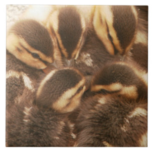 Baby Eenden Ducklings Mallard Birds Wildlife Tile Tegeltje