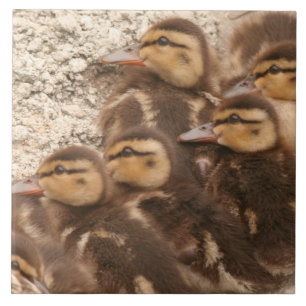 Baby Eenden Ducklings Mallard Birds Wildlife Tile Tegeltje