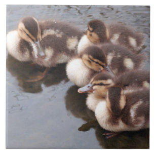 Baby Eenden Ducklings Mallard Birds Wildlife Tile Tegeltje