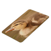 Baby Eenden Eendjes Vogel Wilde Dieren Mallard Magneet (Linkerzijde)