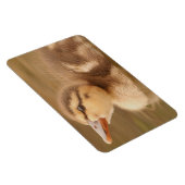 Baby Eenden Eendjes Vogel Wilde Dieren Mallard Magneet (Rechterzijde)