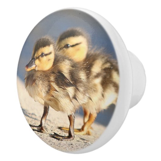 Baby eenden Mestvogels Wilde dieren Knop (Rechts)