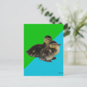 Baby Eenden op Grass Green en Sky Blue Briefkaart (Staand voorkant)