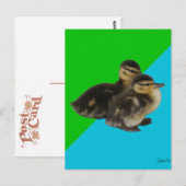 Baby Eenden op Grass Green en Sky Blue Briefkaart (Voorkant / Achterkant)