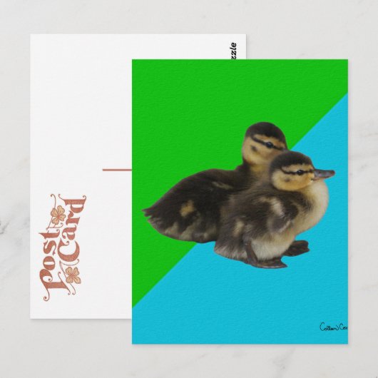 Baby Eenden op Grass Green en Sky Blue Briefkaart (Voorkant / Achterkant)