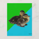 Baby Eenden op Grass Green en Sky Blue Briefkaart (Voorkant)