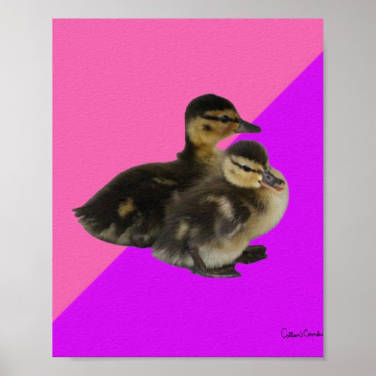 Baby Eenden op Roze Framboos en Paarse Sorbet Poster (Voorkant)