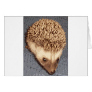 baby egel