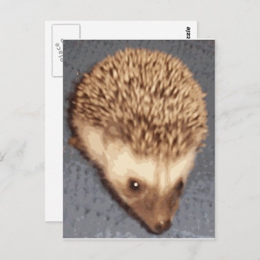 baby egel briefkaart (Voorkant / Achterkant)