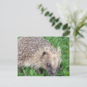 Baby Egel Briefkaart (Staand voorkant)