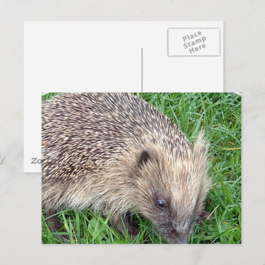 Baby Egel Briefkaart (Voorkant / Achterkant)