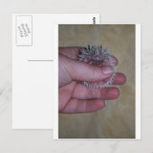 Baby egel in hand briefkaart (Voorkant / Achterkant)