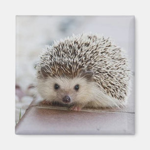 Baby egel magneet