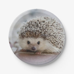 Baby egel   papieren bordje