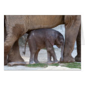 Baby Elephant (Voorkant Horizontaal)