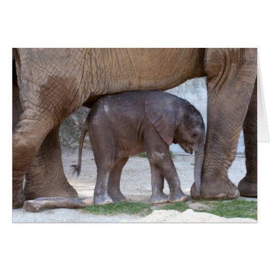 Baby Elephant (Voorkant Horizontaal)