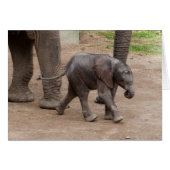 Baby Elephant (Voorkant Horizontaal)