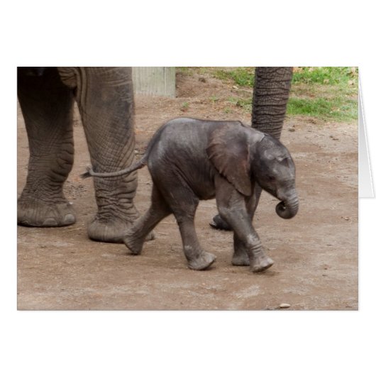 Baby Elephant (Voorkant Horizontaal)