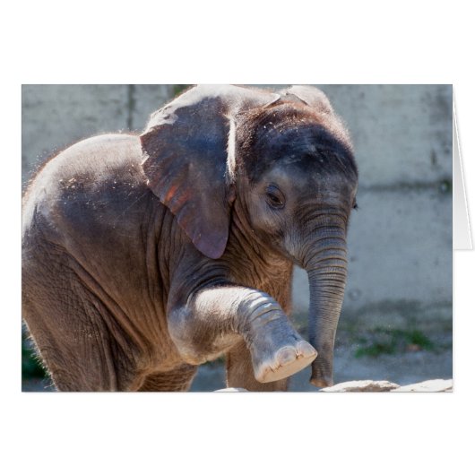 Baby Elephant (Voorkant Horizontaal)