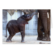 Baby Elephant (Voorkant Horizontaal)