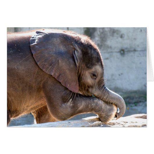 Baby Elephant afspelen (Voorkant Horizontaal)