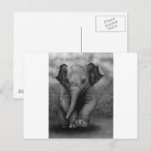 Baby Elephant Briefkaart (Voorkant / Achterkant)