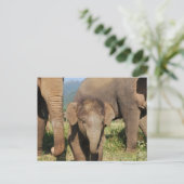 Baby Elephant Briefkaart (Staand voorkant)