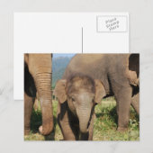 Baby Elephant Briefkaart (Voorkant / Achterkant)