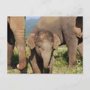 Baby Elephant Briefkaart