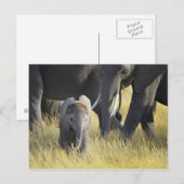 Baby Elephant Briefkaart (Voorkant / Achterkant)