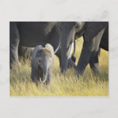 Baby Elephant Briefkaart (Voorkant)