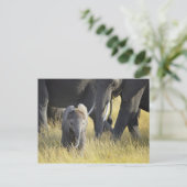 Baby Elephant Briefkaart (Staand voorkant)