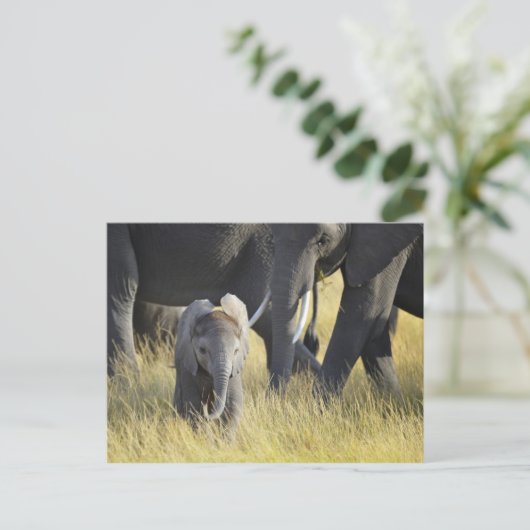 Baby Elephant Briefkaart (Staand voorkant)