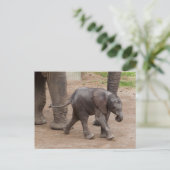 Baby Elephant Briefkaart (Staand voorkant)