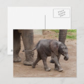 Baby Elephant Briefkaart (Voorkant / Achterkant)