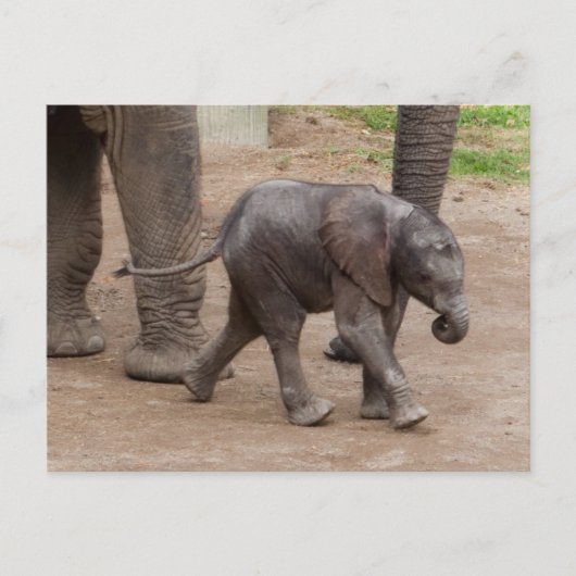 Baby Elephant Briefkaart (Voorkant)
