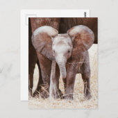 Baby Elephant Cute African Elephant met mama Briefkaart (Voorkant / Achterkant)
