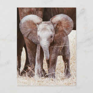 Baby Elephant Cute African Elephant met mama Briefkaart