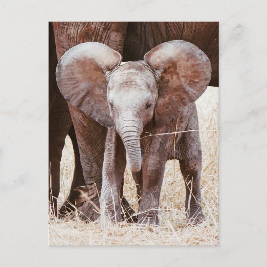 Baby Elephant Cute African Elephant met mama Briefkaart (Voorkant)