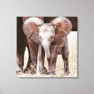 Baby Elephant Cute African Elephant met mama Canvas Afdruk