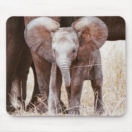 Baby Elephant Cute African Elephant met mama Muismat (Voorkant)